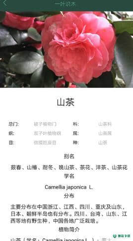 一叶识木3.0安卓版下载