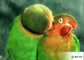 Corel Painter最新版下载