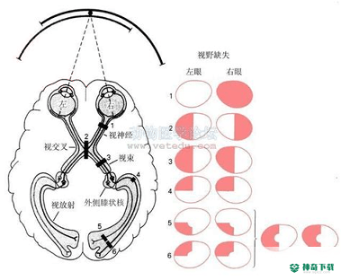 小小常爱最新2022版下载