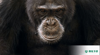 clever monkeyAPP下载