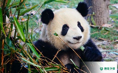 熊猫电视安卓版APP下载