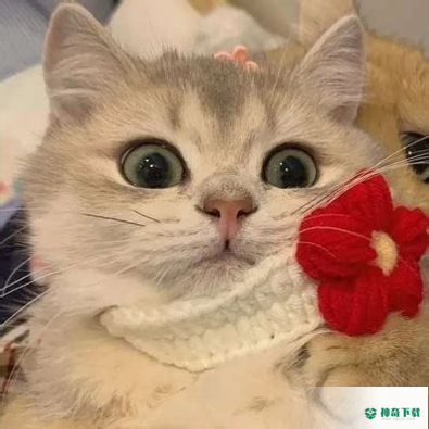 ins美图安卓应用下载