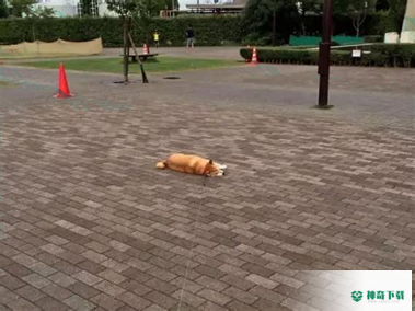 萌宠猫狗安卓版下载