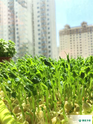 菜菜谱精灵安卓版下载