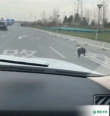 萌狗货车宝最新版下载