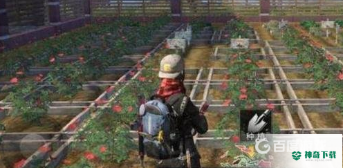 玫瑰花加多少好感度?_明日之后玩法分享_神奇下载