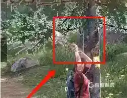 明日之后营地繁荣度怎么提升？_明日之后教程_神奇下载