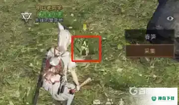 明日之后春笋在哪比较多一点？_明日之后攻略玩法_神奇下载