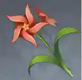 原神小灯草采集位置在哪里