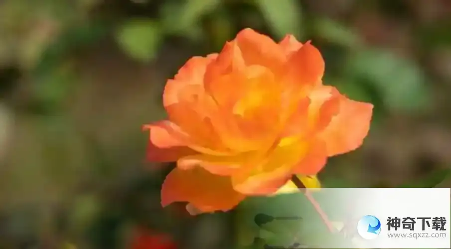 今天蚂蚁庄园正确答案  你知道吗玫瑰最早并不是花名，而是一种蚂蚁庄园5.28答案