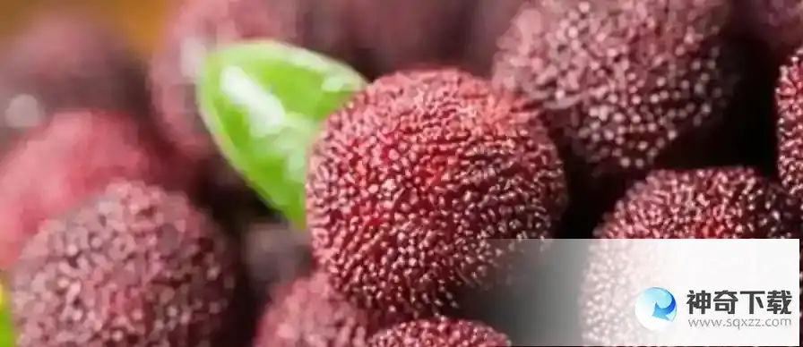 今天蚂蚁庄园正确答案  担心杨梅生虫不敢吃，以下哪种清洗方法更有效蚂蚁庄园5.30答案