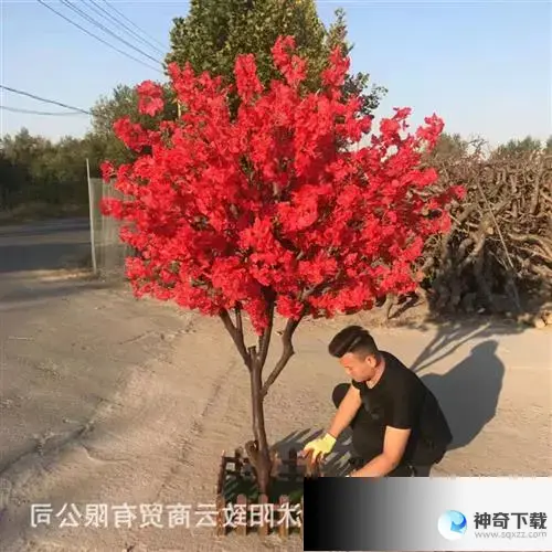 樱花树 红色(樱花树红色是什么妖怪哪里多)