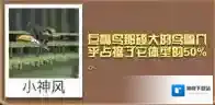 疯狂动物园巨嘴鸟大全 巨嘴鸟属性图鉴