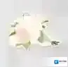 恋与制作人鲜花怎么得 鲜花掉落地点一览